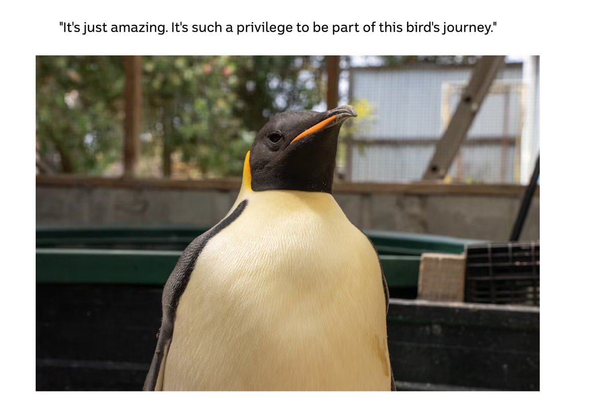 Aped in $GUS huge cult community, love this penguin. Just super bullish.

NFA DYOR.

This will run to millions. 👾

Fx2UBtD9JGhoi8A4UCGi3LM34FLucv1Svn1RxfzMpump