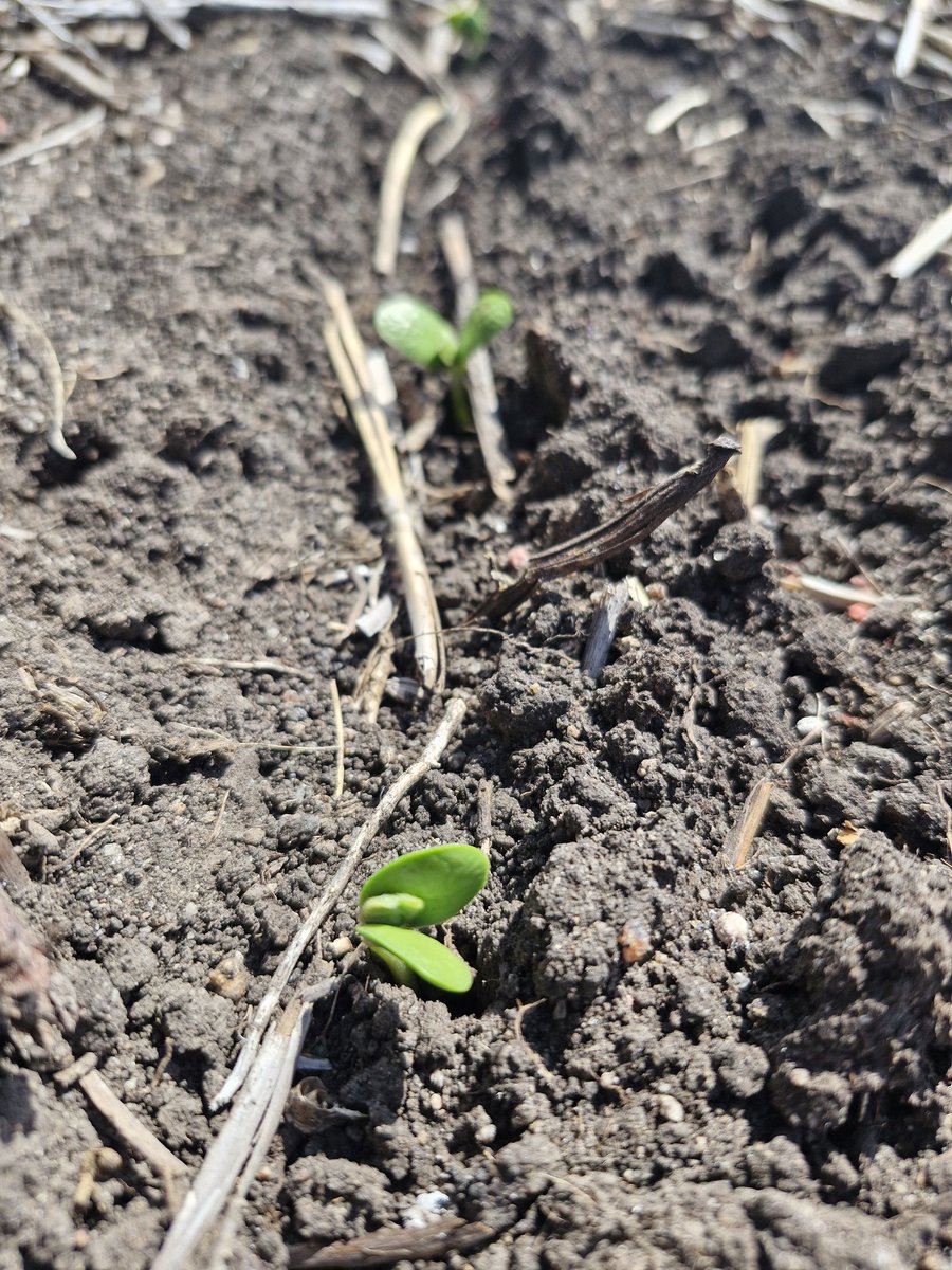 Esa época del año en la que se cierran ciclos y se renuevan ilusiones....

...danos lluvias y algo de suerte... que el resto lo haremos nosotros.!