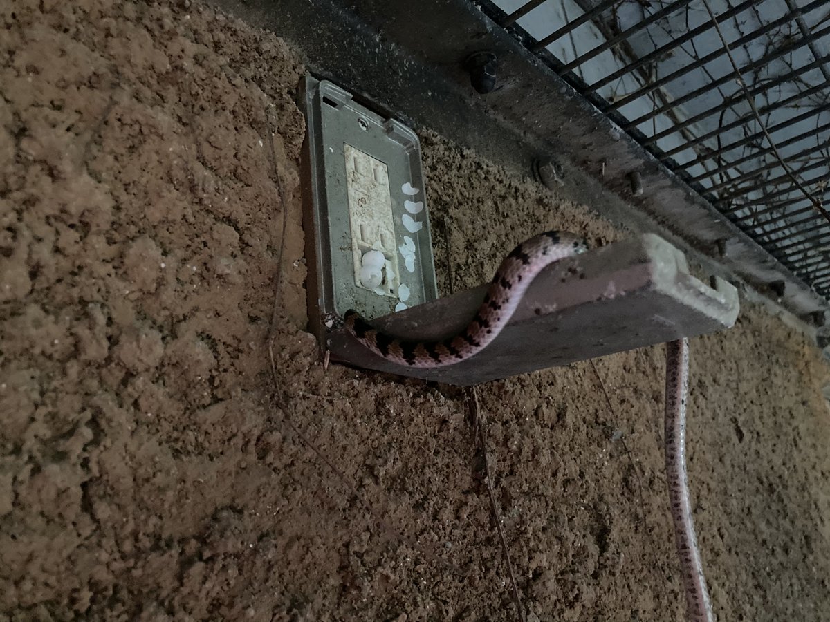 itozu_zoo's tweet photo. 【ご無沙汰してます】
整備のために何年か使ってなかったコンセントカバーを開けたわけですよ。
するとニョロリと．．．
シロマダラが出てきました。
会うの何年ぶりだろ．．．

#到津の森公園 #itozuzoo #動物園 #zoo
#シロマダラ #orientaloddtoothsnake  #lycodon https://t.co/QcFkyN2wFP