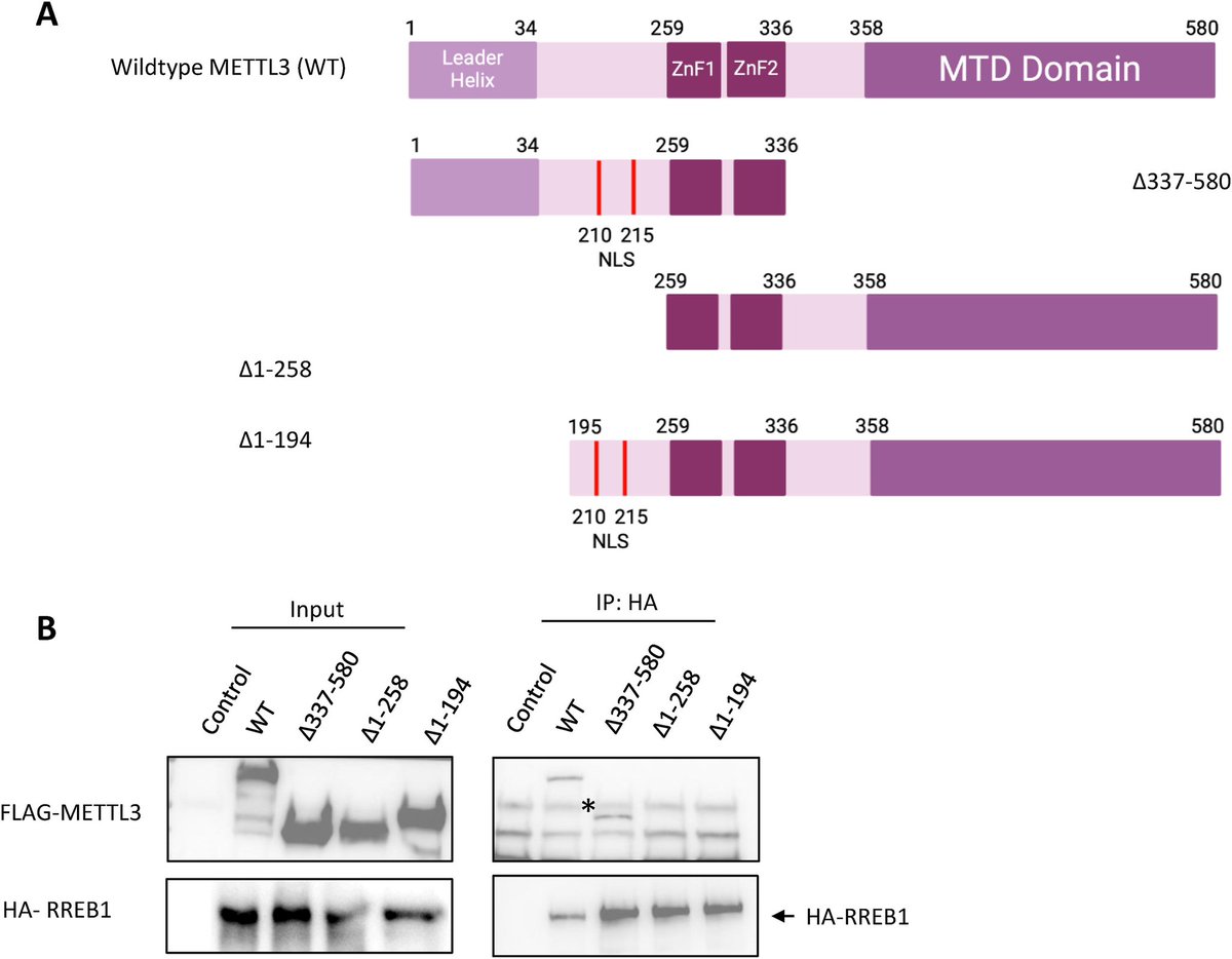 METTL3 is pharmacological target across several diseases and one of its main roles is to methylate RNA (m6A). This modification regulates #RNA metabolism and tunes transcription. We recently showed that #METTL3 interacts with RREB1,  a zinc finger transcription factor that binds