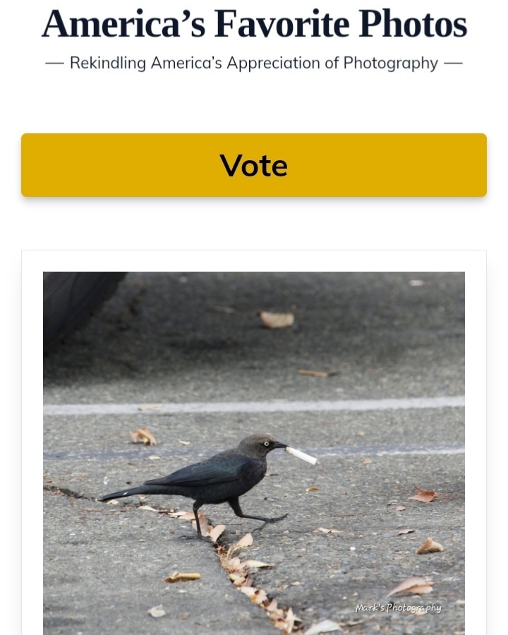 mark_sarden's tweet photo. Please vote for my photo in the America’s Favorite Photos competition: https://t.co/AIQVQt2jDy 
#marksarden #vote https://t.co/VYj3iPsZHR