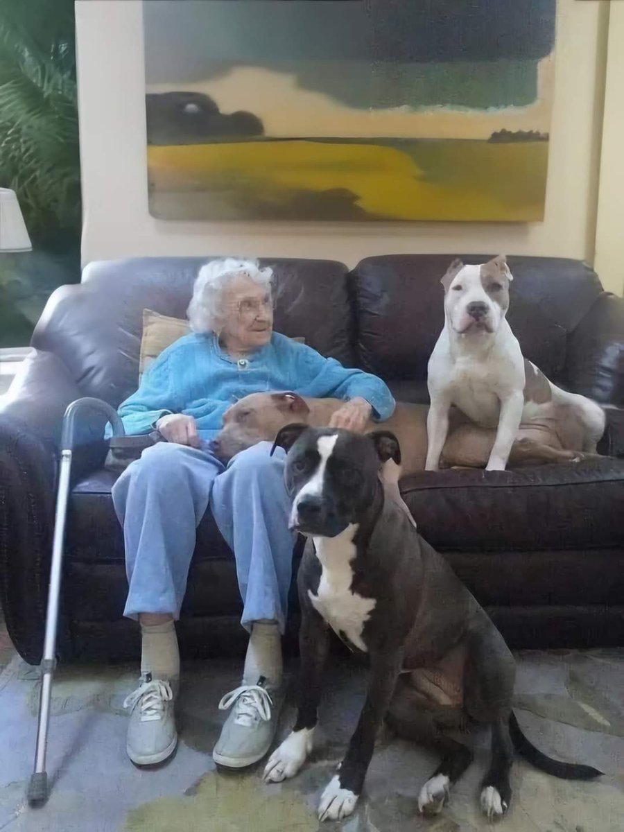 Happy Dog tweet media