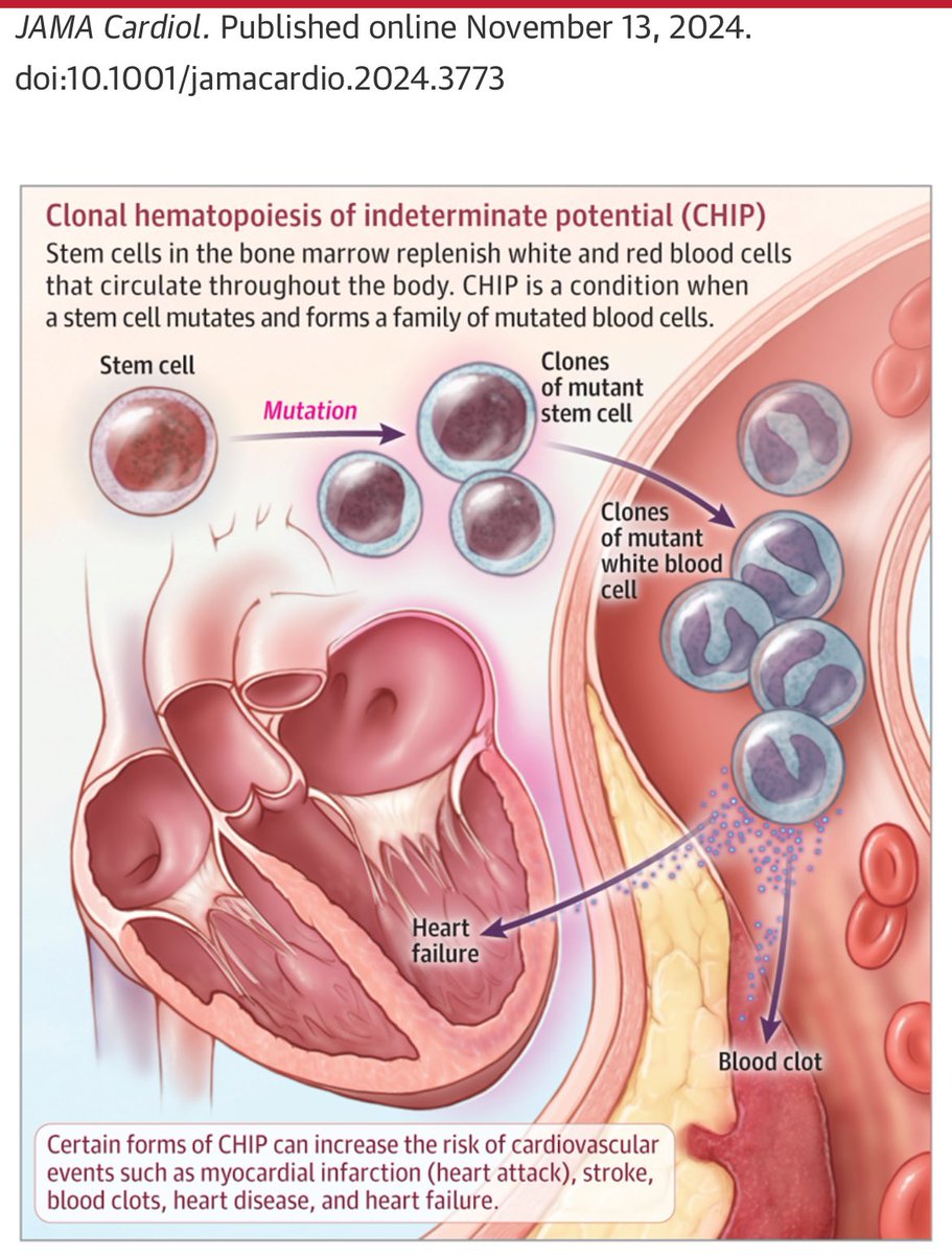 Carlos I Ponte N (@drpontecarlosi) on Twitter photo Sabes que son los CHIP ( Clonal Hematopoiesis of Undertemined Potential). 2024. doi:10.1001/jamacardio.2024.3773. Lees este interesante artículo de JAMA. un enemigo oculto que debemos conocer. <a href="/CardiologiaSVC/">Sociedad Venezolana de Cardiología</a> <a href="/SIAC_cardio/">SIAC</a> <a href="/mencardio/">Ivan Mendoza</a> <a href="/torresviera/">José Miguel Torres Viera</a> <a href="/rigotordoc/">Dr Rigoberto Marcano: Médico internista</a> <a href="/gonzaeperez/">Gonzalo Perez</a> Sabes que son los CHIP ( Clonal Hematopoiesis of Undertemined Potential). 2024. doi:10.1001/jamacardio.2024.3773. Lees este interesante artículo de JAMA. un enemigo oculto que debemos conocer. <a href="/CardiologiaSVC/">Sociedad Venezolana de Cardiología</a> <a href="/SIAC_cardio/">SIAC</a> <a href="/mencardio/">Ivan Mendoza</a> <a href="/torresviera/">José Miguel Torres Viera</a> <a href="/rigotordoc/">Dr Rigoberto Marcano: Médico internista</a> <a href="/gonzaeperez/">Gonzalo Perez</a>