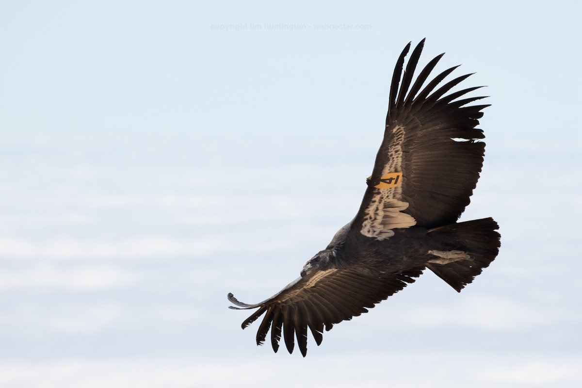 The results are in... 
Jade (1204) is a female! This is great news for the central CA flock as a whole as males currently outnumber females 1.5 to 1. We aren't sure why this has occurred, but we are very happy to have one more confirmed female! 

Photo courtesy of <a href="/timhuntington/">Tim Huntington</a>