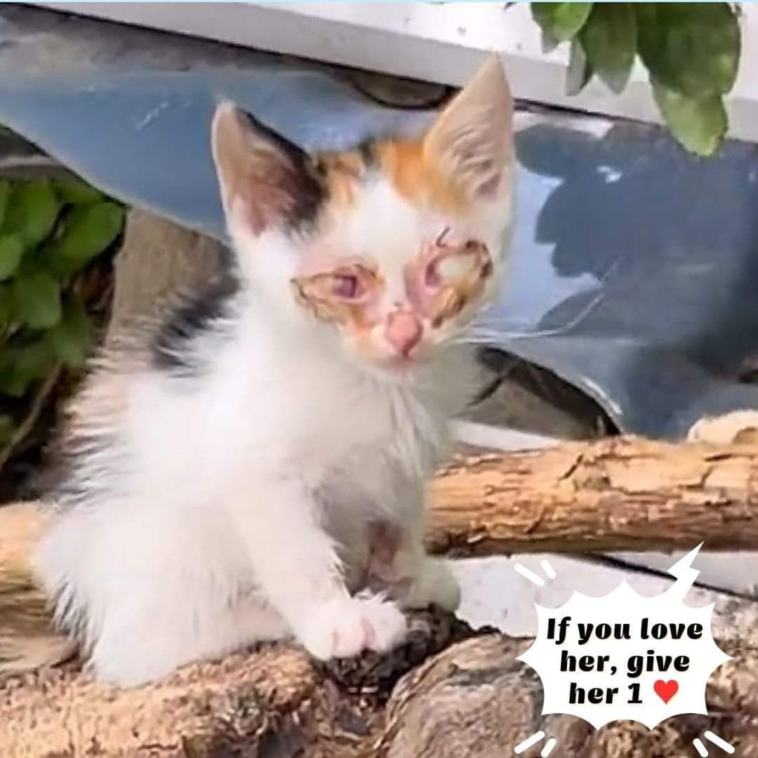 I know they won't give me a kiss 😘 because I'm not pretty and blind 😔😔