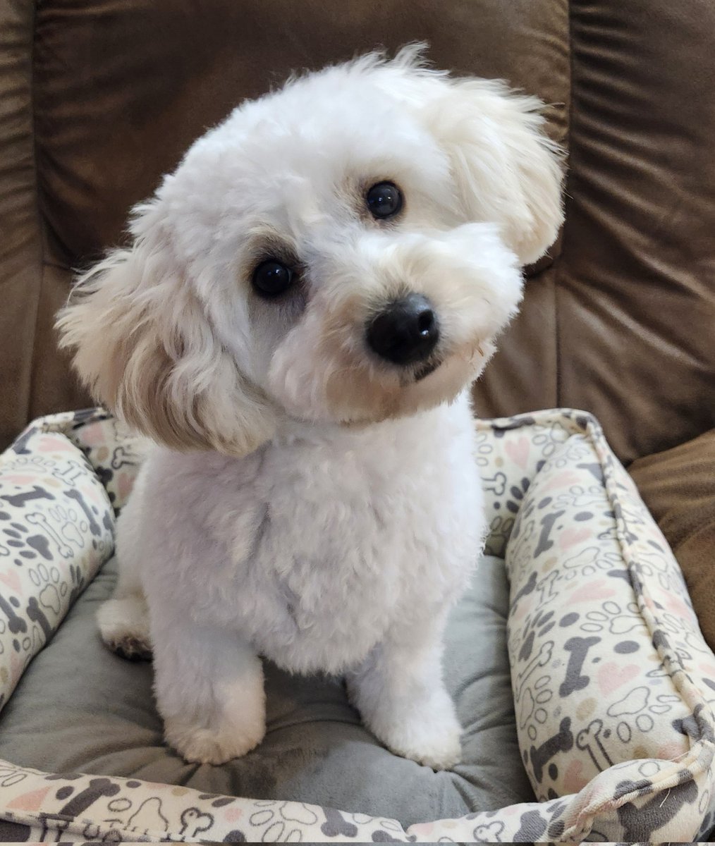 RyansMom4Ever's tweet image. Timeline cleanse... my little 10 month old Trooper, named after the @OHLBattalion, after his spa day today! So much fluffiness and cuteness 😍 🐾❤️ #weratedogs #DogsLover #dogsoftwitter