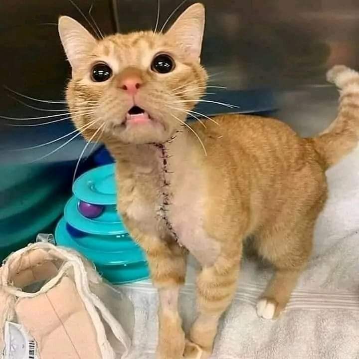 I just had surgery, please leave me some prayers 🙏😔