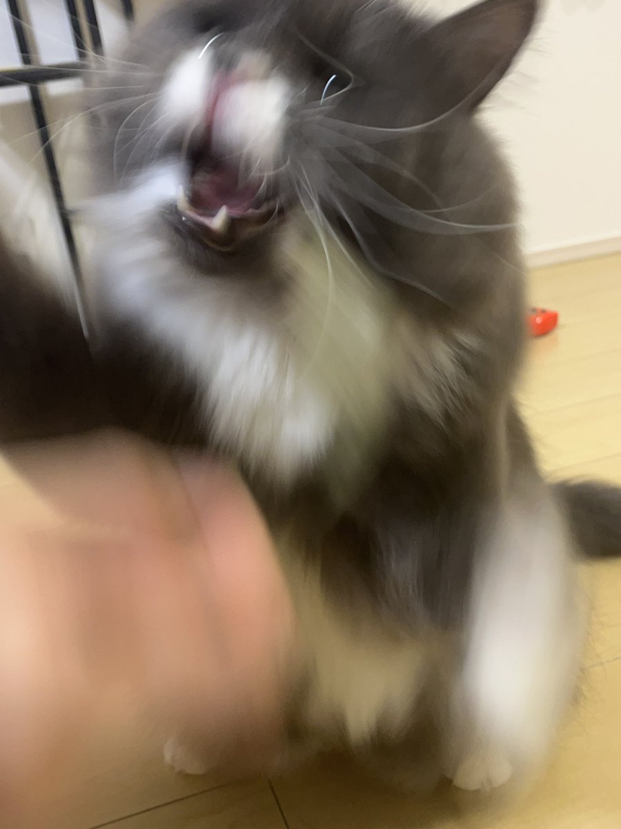 8kgの猫1匹ですが当たりますように🙏