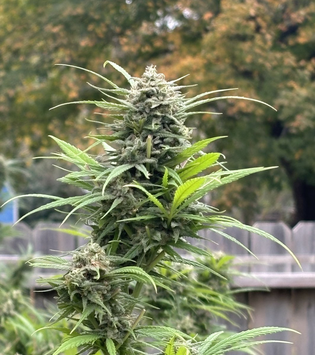 Vet 420 tweet media