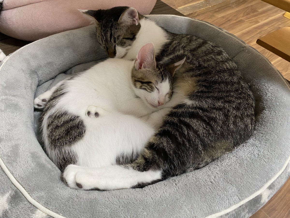 ブッチページ♡ TシャツはDAIRIKUのリンガーT 大きめに着たくてデザイナーの岡本さんに