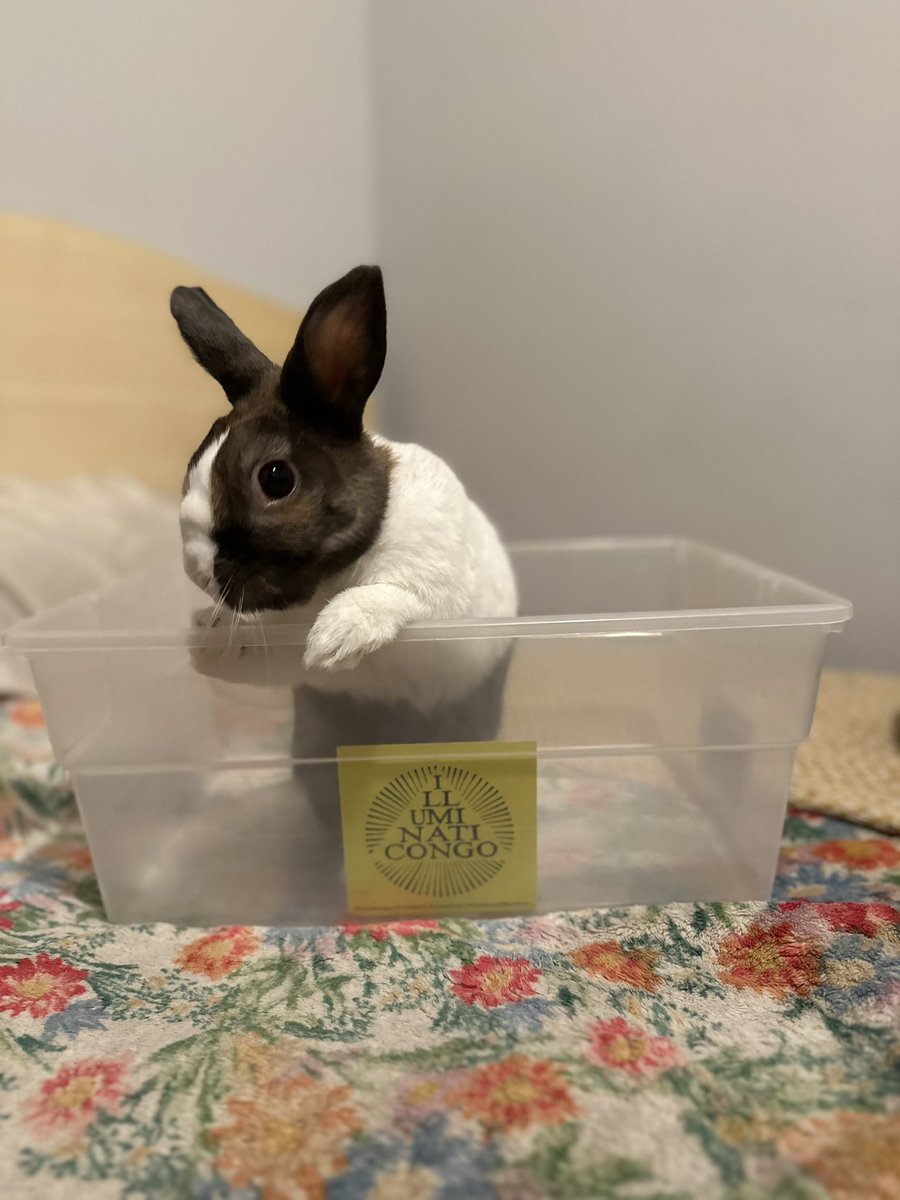 Schrödingers Bunny <a href="/EWNsolana/">Erwin Schrödinger (EWN Token on Solana)</a> 

<a href="/qutress/">Qu</a> <a href="/cosmosray/">cosmos ray</a> <a href="/J3ndrix_/">Jendrix 👻</a>