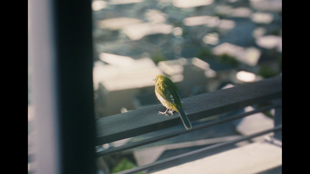 CGStudio_LiNDA's tweet image. ネスカフェ ふわラテ「ふわっといきましょ」篇
メジロを制作しました。
飛び立つメジロが軽やかな一日の始まりを表現しています🕊️☕️
#スタジオリンダ #linda #studiolinda #lindazoo
#メジロ #鳥 #whiteeye #bird #動物CG #cganimal