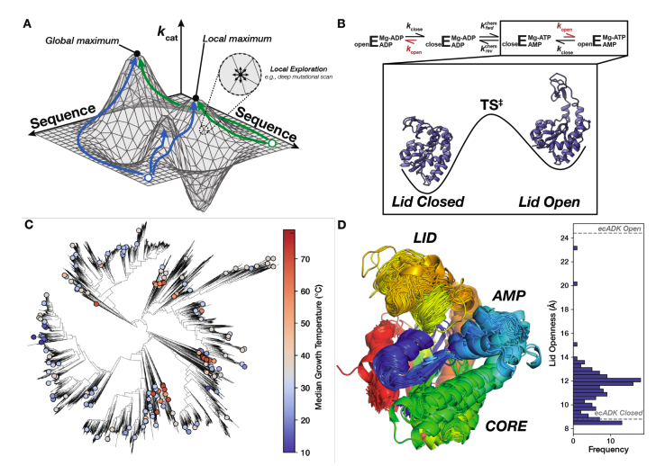 KevinKaichuang's tweet photo. Experimental kcat and KM measurements for hundreds of naturally variants of adenylate kinase. 

- thermophilic enzymes are not slower than mesophilic!
- general kcat/KM predictors are bad and easily beaten by models trained on this specific dataset! https://t.co/CLtx08Iick
