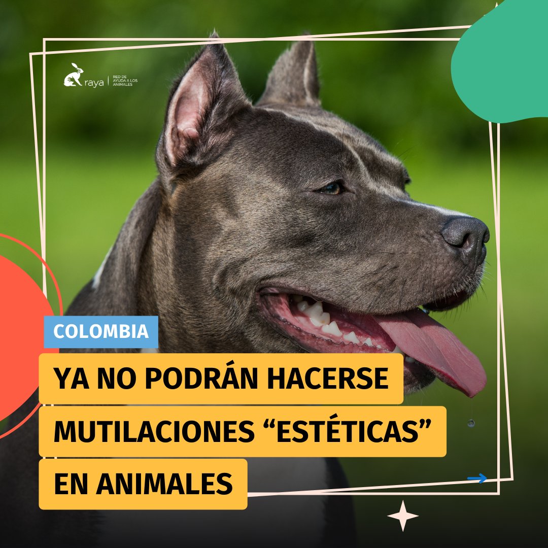 somosraya's tweet photo. Increíble que todavía pensáramos que mutilar a los animales por razones estéticas era algo normal o justificable. 

Afortunadamente, la Corte Constitucional ha determinado que permitir este tipo de prácticas en la ley colombiana no podía continuar y, quien las realice, será 👇 https://t.co/bZ7oRRR50Y