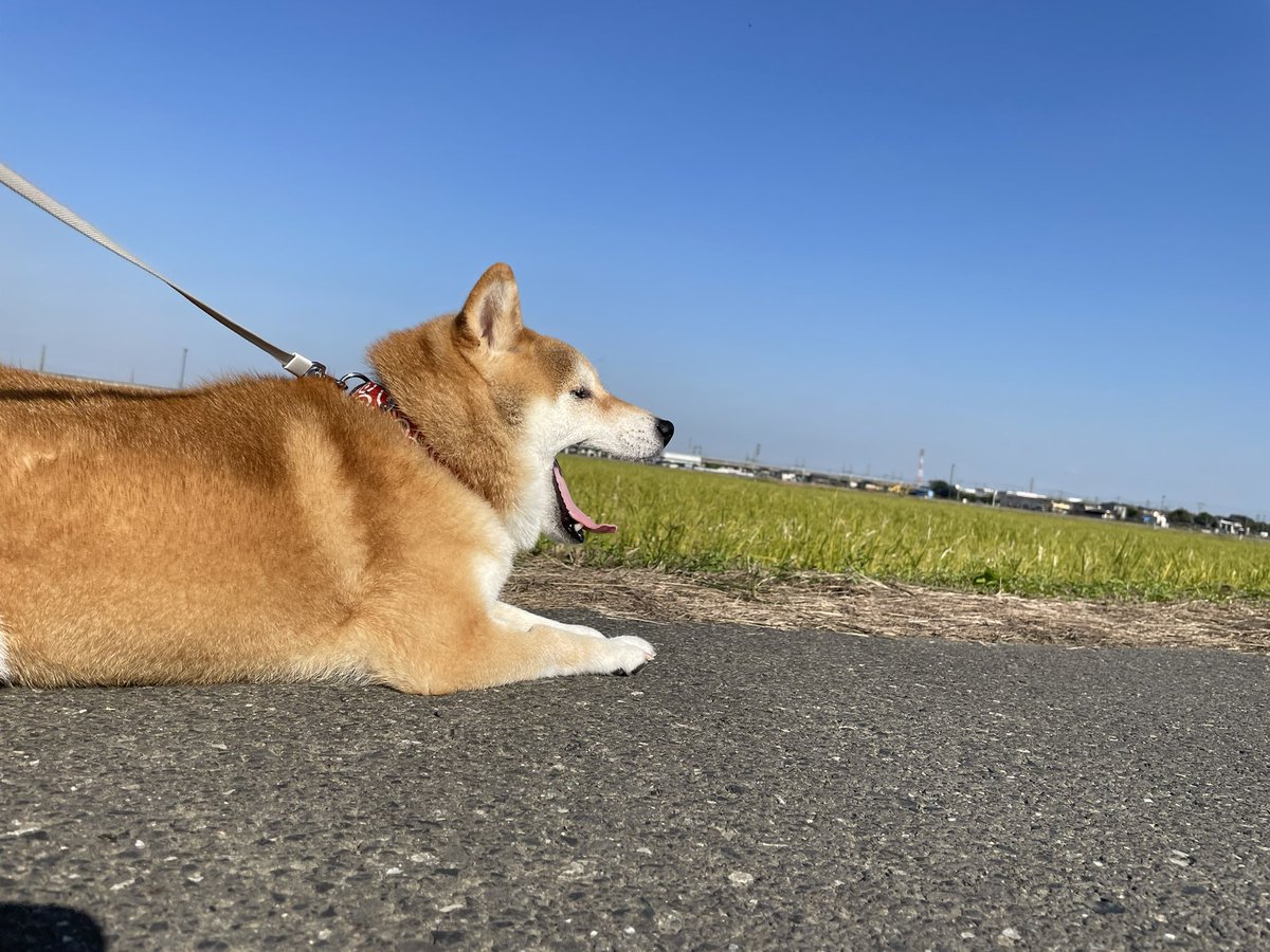 柴犬ふぅ (@ShibaFuu0517) / Posts / X