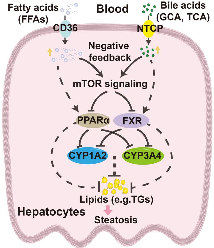 Science Magazine (@sciencemagazine) on Twitter photo A comprehensive multiomics analysis in <a href="/ScienceTM/">Science Translational Medicine</a> identifies three major molecular subtypes of NAFLD in two cohorts of patients in China, shows new research that could inform efforts to predict and intervene in the risk of progressing to cirrhosis or liver cancer.
📄: A comprehensive multiomics analysis in <a href="/ScienceTM/">Science Translational Medicine</a> identifies three major molecular subtypes of NAFLD in two cohorts of patients in China, shows new research that could inform efforts to predict and intervene in the risk of progressing to cirrhosis or liver cancer.
📄: