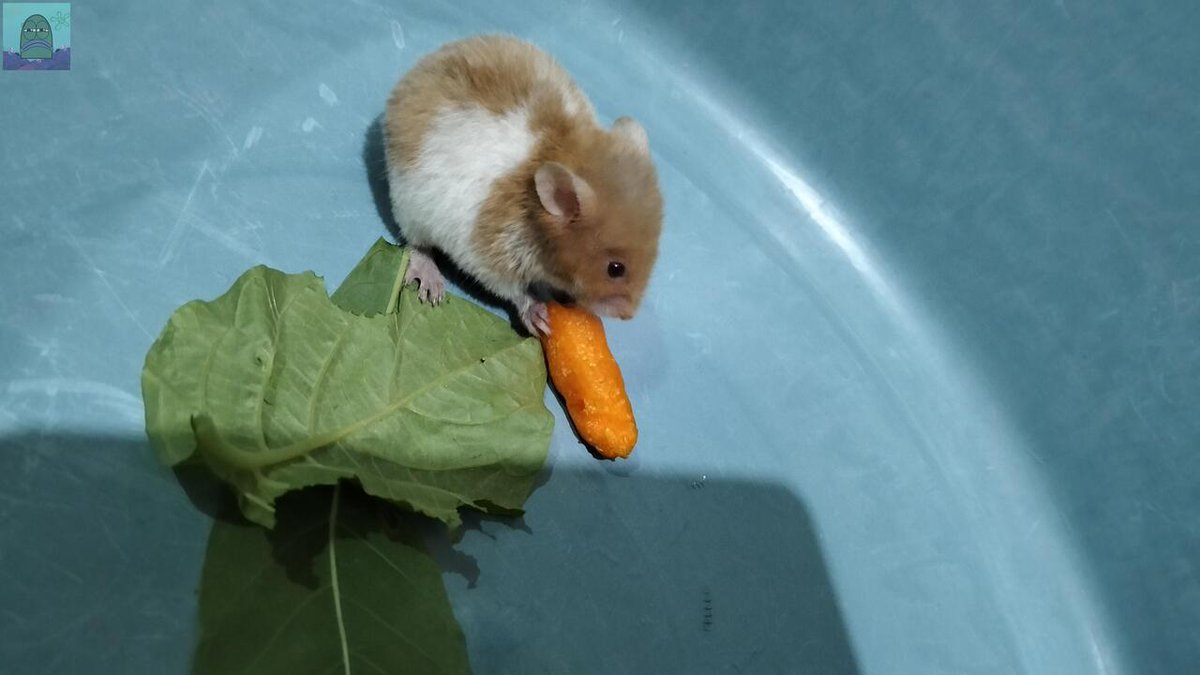 tanyarl mauu nanyaaaaa ini hamster apa tikus sihh 🥲🥲🥲 kaluargaku nemu tapi aku ngotot bilang tikus wkwkwwkwkwkw