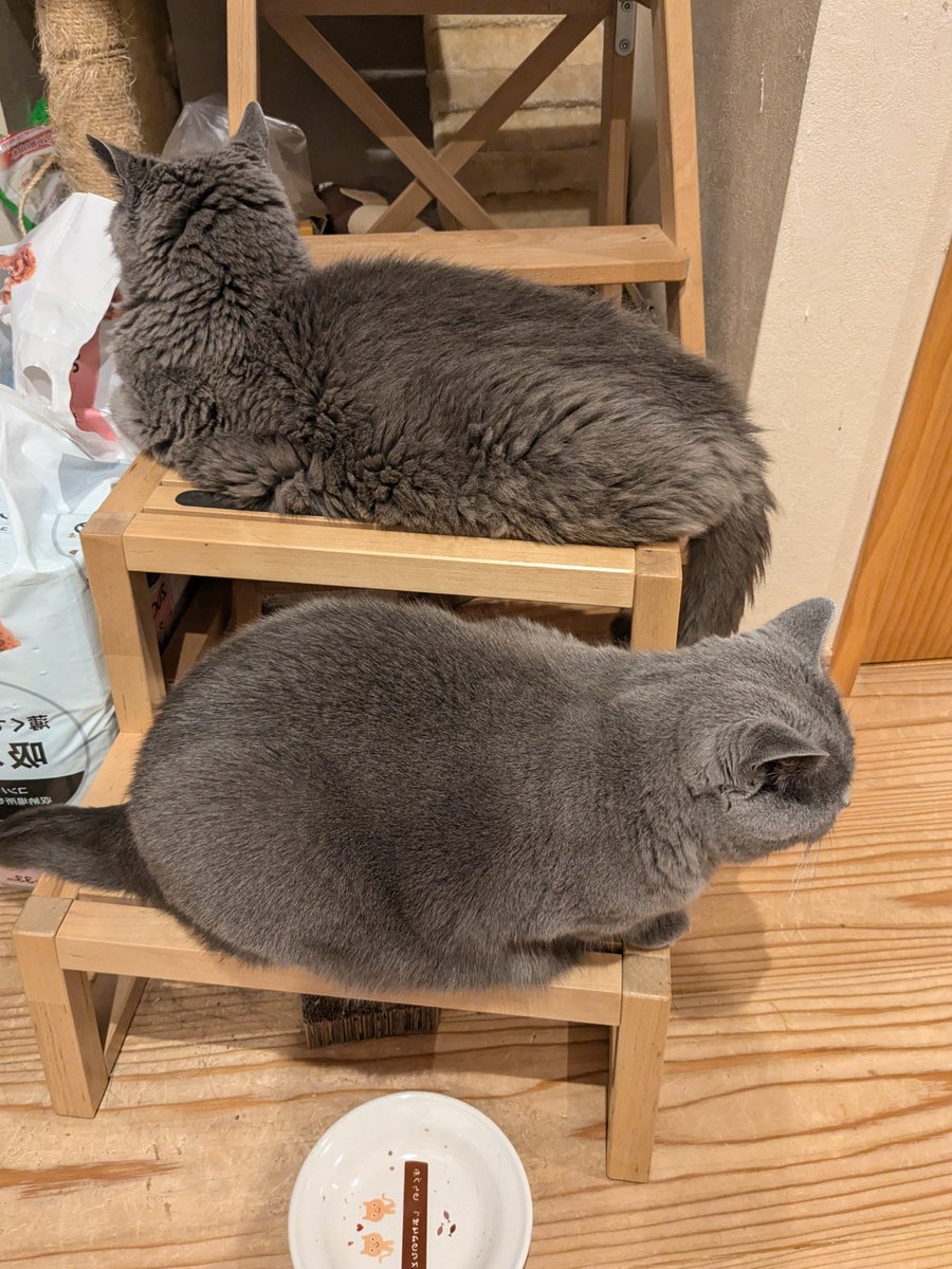 dgn_chartreux's tweet photo. ⇄

#シャルトリュー 
#ねこのいる暮らし https://t.co/WNLjkfj4hX