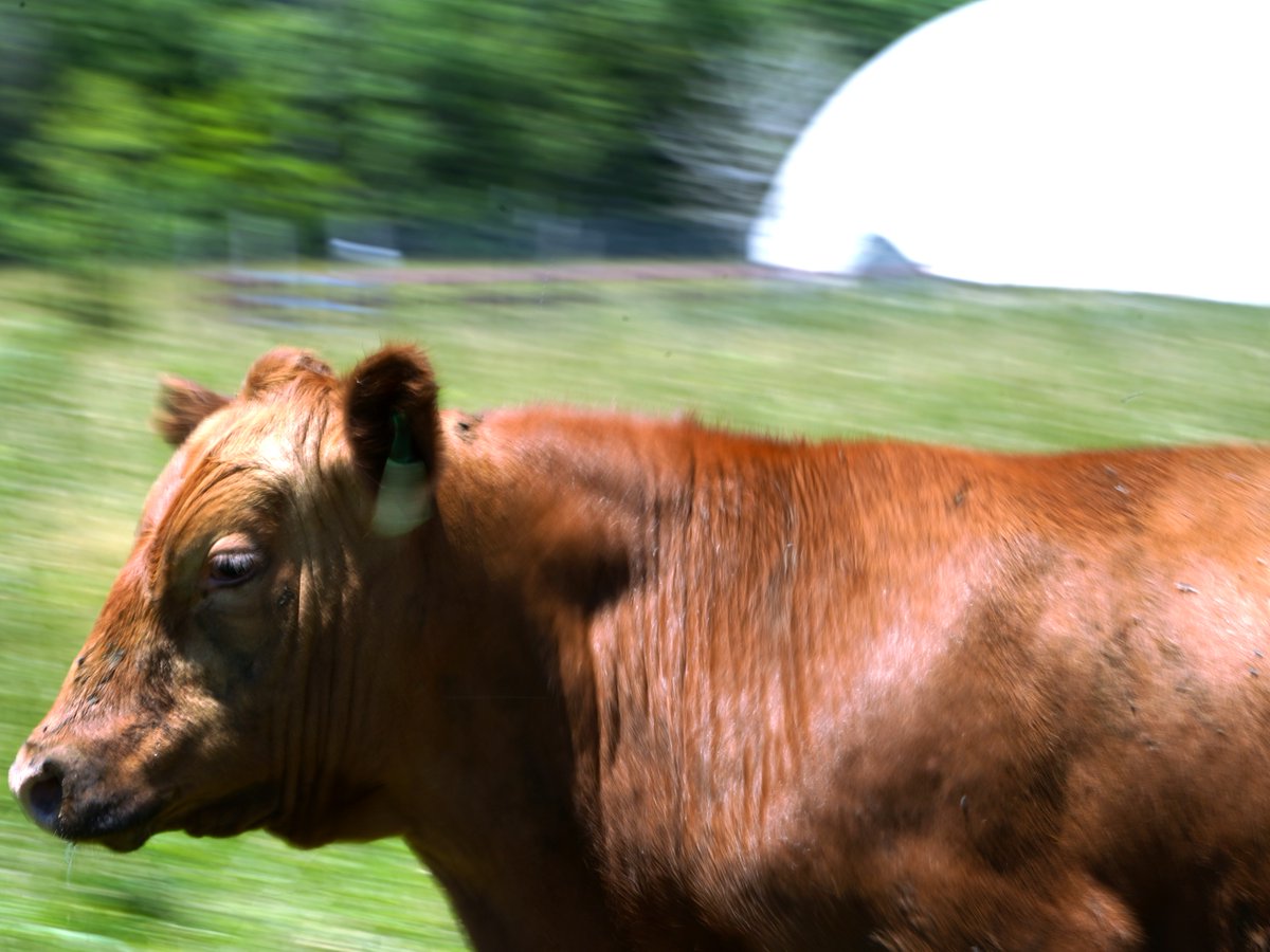 Farm2Veteran's tweet image. 🍁🐄 Hi from our Cows at Farm2Veteran on this crisp November day! 🐄🍁

Our gentle giants are happily grazing in the fields, enjoying the crisp autumn air. Sending warm wishes and cow love your way!

#Farm2Veteran #CowLife #NovemberDays #FarmLife #NatureLovers #VeteranSupport