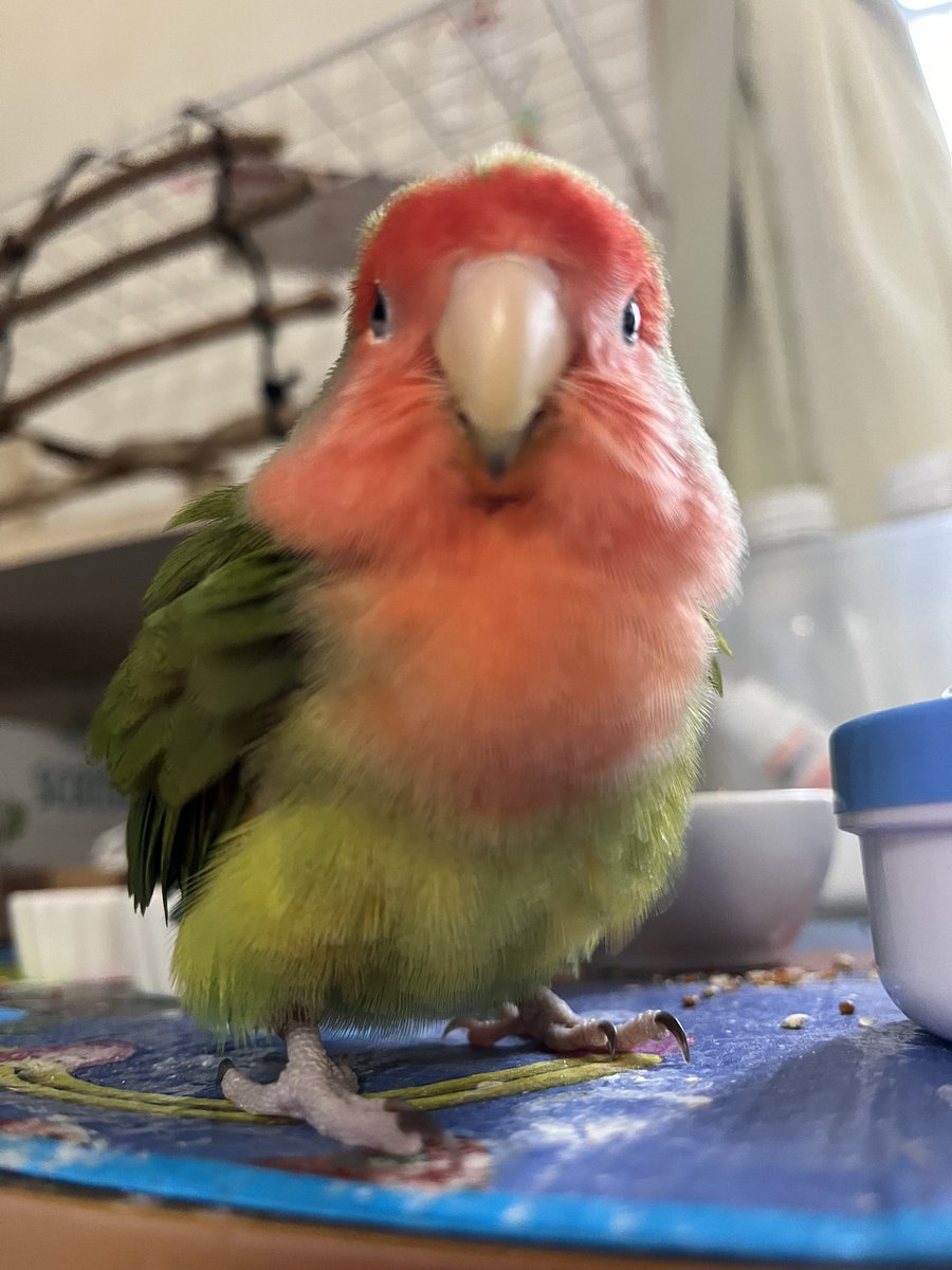 3KHKM's tweet photo. おはようございます
さぶです🐥

🐤ご飯食べました🍚
　👧今からおねえちゃんと遊ぶの

今日もよろしくお願いします☺️
#コザクラインコ https://t.co/aqr6QlS6OR