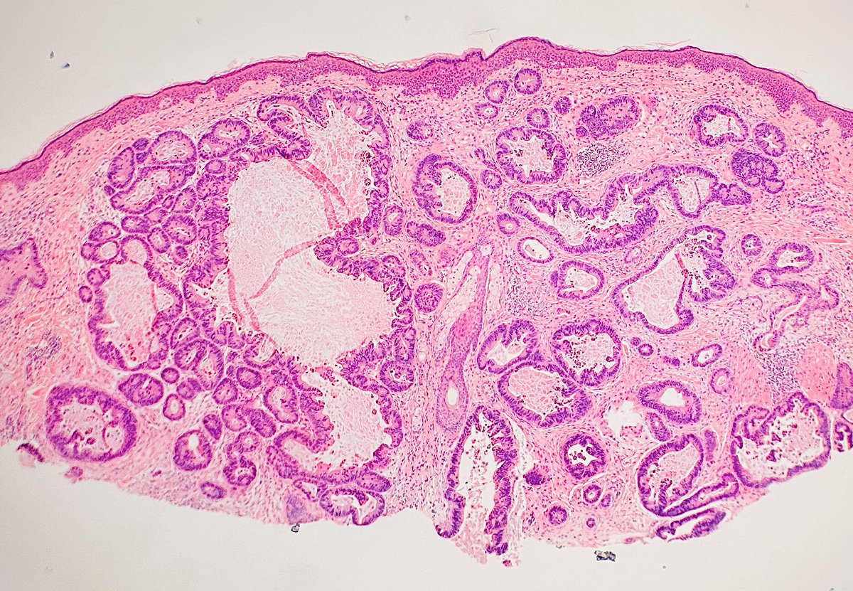 Jay "Thymocyte" Hwang tweet media