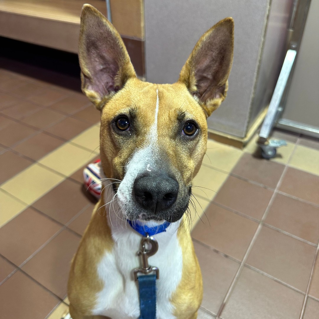 North Shore Animal League America tweet media