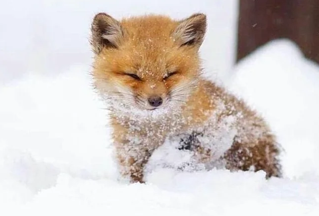 MetaMaskFoxBill's tweet photo. ❄️Winter is coming and along with it comes the biggest Bullrun ever seen.

So did you spot the fox already playing in between the chaos?

What is the real story behind the little wonderous orange furball? Is it as illusive and mysterious as its own nature? Are you ready for it?🦊 https://t.co/XXgGBCRX8M