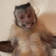 Oa nos vemos en 30 min por Twitch 

twitch.tv/charlesg0_