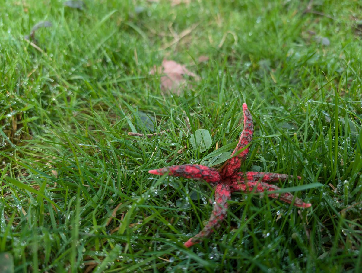 Wil J. Heeney 🤙🏳️‍🌈🪲🪰🕷🦇 tweet media