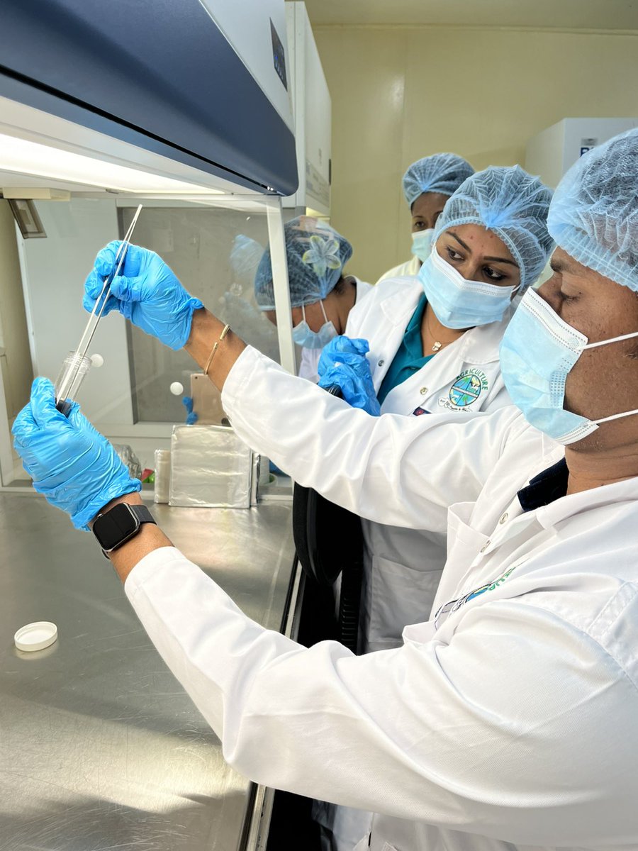 spc_cps's tweet photo. #PacificAgriculture | Can coconut cells grow separated from the coconut plant?
Scientists at Centre for Pacific Crops & Trees #CePaCT participated in a training on:
🧪methods of 🥥 embryo culture
🧬cloning 🥥 embryo
🌱lab to field planting
❄️conserve 🥥 embryos in liquid nitrogen https://t.co/ImI8q6kCiM
