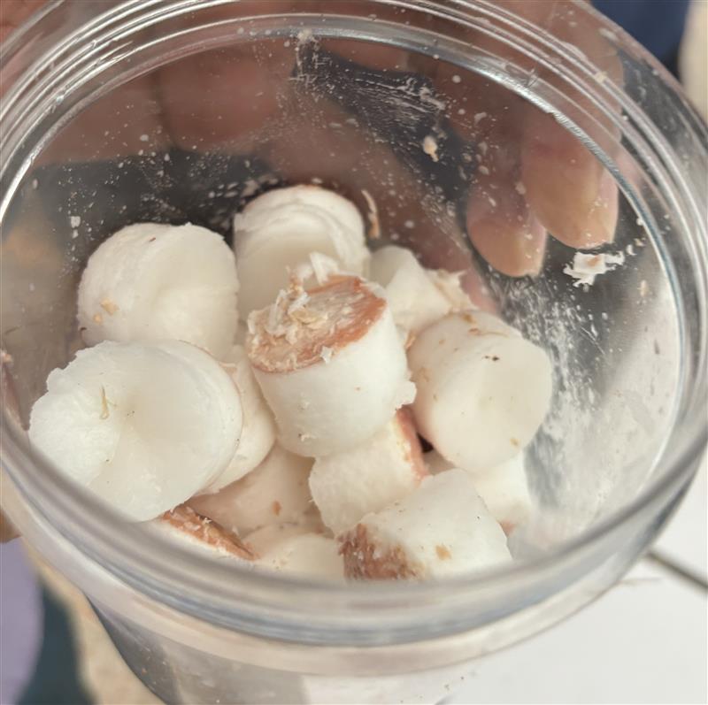 spc_cps's tweet photo. #PacificAgriculture | Can coconut cells grow separated from the coconut plant?
Scientists at Centre for Pacific Crops & Trees #CePaCT participated in a training on:
🧪methods of 🥥 embryo culture
🧬cloning 🥥 embryo
🌱lab to field planting
❄️conserve 🥥 embryos in liquid nitrogen https://t.co/ImI8q6kCiM