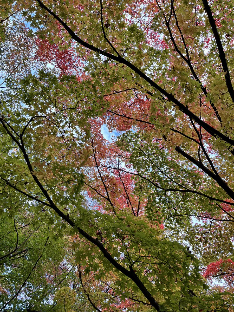 noorasiro's tweet photo. 🍁ソフトを食べながら楽しい秋田散策🍁 https://t.co/srKpn2avyp