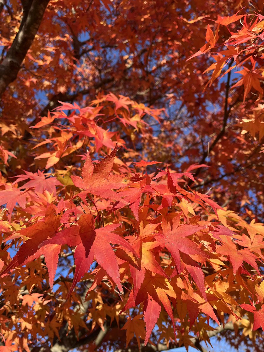 🍁ソフトを食べながら楽しい秋田散策🍁