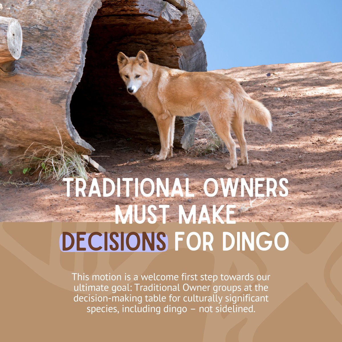 Finding out how the Victorian Government consulted with Traditional Owner groups over its decision to allow dingo killing is an important step towards restoring Traditional Owner group to their rightful place as decision-makers for culturally significant species.
