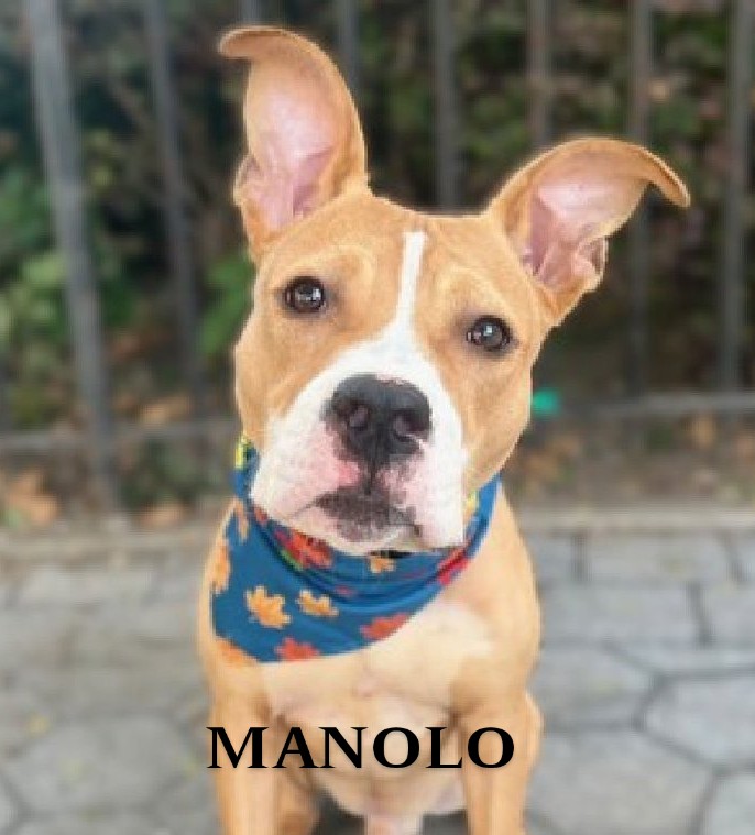 MANOLO💙   210598
#NYCACC
TBK 11/14💉
Check out those cute ears!
He's 2 yrs old, abandoned &amp; confused.
Very social &amp; happy! Jumps up when he's excited!🤗
Loves treats 🥓 toys 🧸 &amp; playing outside 🌳
Enjoys being petted &amp; loved💞
FOSTER/RESCUE #PLEDGE