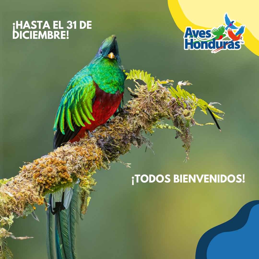 🌿🦜 ¡Únete a Aves Honduras y sé parte de la conservación de nuestras aves! 🦜🌿

¿Amante de la naturaleza? Este es tu momento. Aprovecha un 10% de descuento en tu membresía 2025 individual o juvenil, tanto para nuevos miembros como para renovaciones. Aves Honduras
