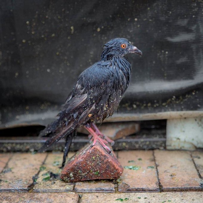 a_london_pigeon's tweet photo. Torrential rain in Bogotá #Colombia #June2016 #weather_pigeon #Andes #chilly https://t.co/TsZQuTYRMt