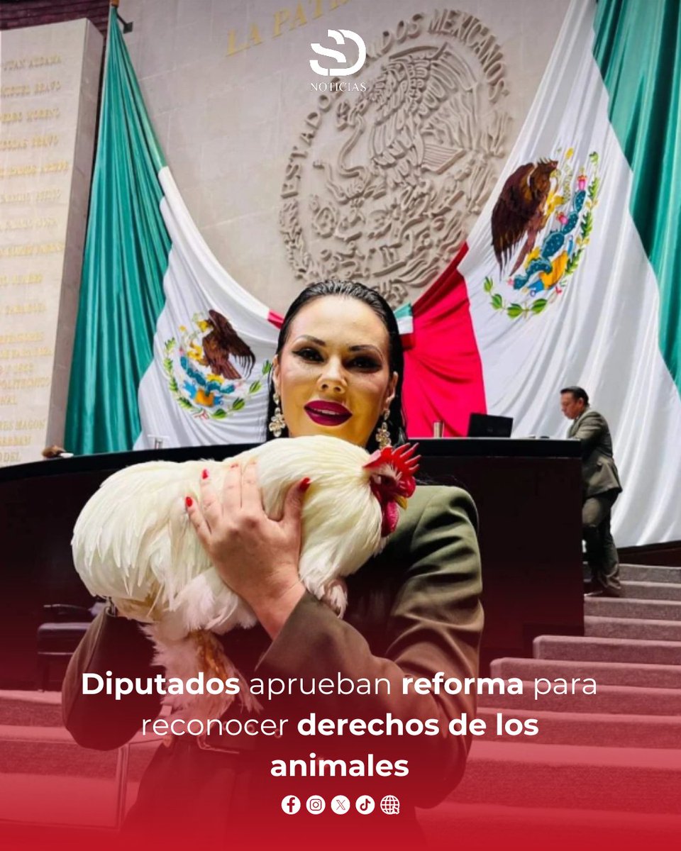 _sdnoticias's tweet photo. 🚨#ENTÉRATE | De forma unánime, la cámara de #diputados aprueba la #reforma para reconocer a los #animales como seres sintientes y garantizar sus #derechos a nivel constitucional. https://t.co/H4lCYz0zz2