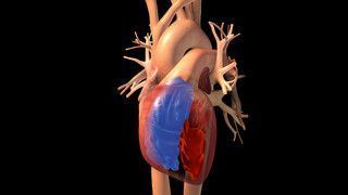 NucleusMedArt's tweet image. In the News: Just 5 More Minutes of Exercise Can Lower Blood Pressure 
webmd.com/hypertension-h… 
Learn more about what blood pressure measures in our animation &quot;Understanding Basic Blood Pressure Control.&quot;  #BloodPressure #Hypertension #BloodPressureControl
nmm.fyi/smuuwix