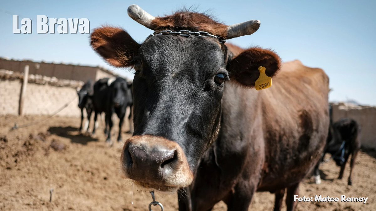 Revista_LaBrava's tweet photo. Prudencia y sus vacas 🐄 - Negra, Maruja y Colorada - son una muestra de la vida que sostienen las mujeres #regantes. Su #ganado y la leche que producen son su sustento y motivo de lucha para frenar la #minería.  5/10 🧵 https://t.co/nxzGXljiio