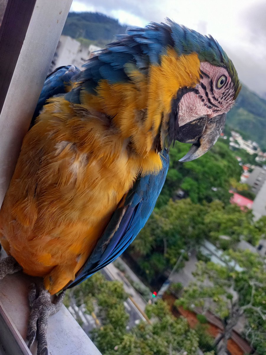 karelisjvc's tweet photo. 🪶Una foto con estilo, de la peque Chipilina, Pitufo había volado 😏
🪶Llegó otro momento en q Toy y la morochita regresaron
🪶Después aterrizaron...
🦜Josefina y luego Napoleón
7/9 ⤵️
📸📽 #macaw #video #parrot #style #photos #photograghy #fauna #nature #landscape #mywindow https://t.co/8LX91nqo51