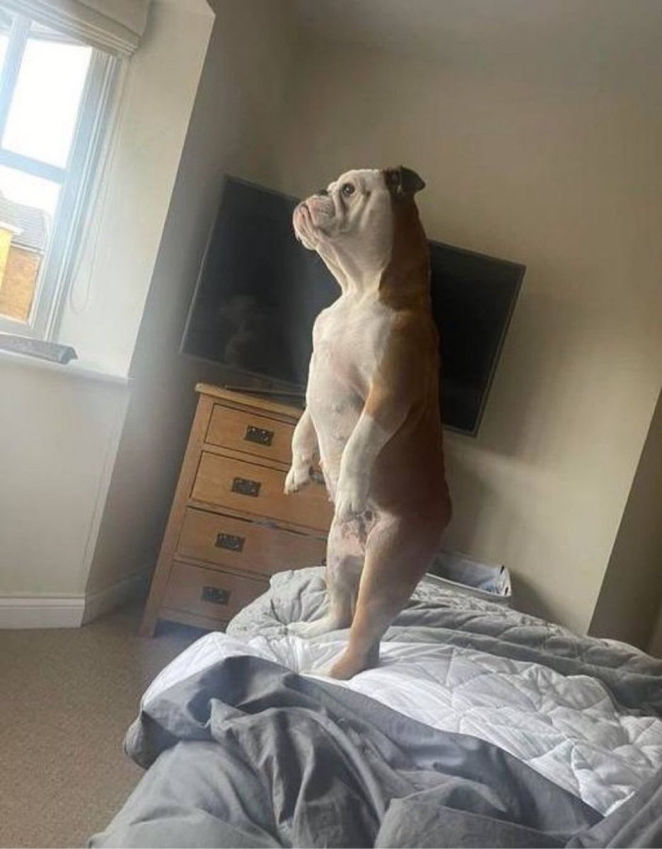 MilianSusie's tweet photo. @dog_rates Now we know what Ethel was looking at https://t.co/joCCyDATTM