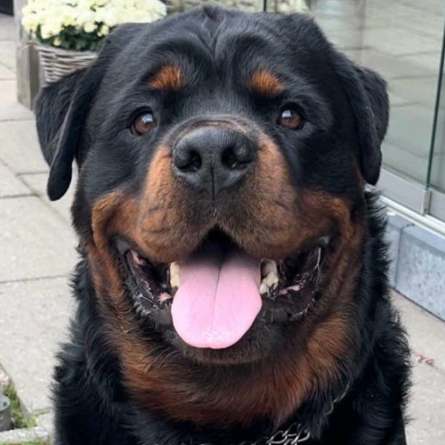 Dyce the Rottweiler tweet media