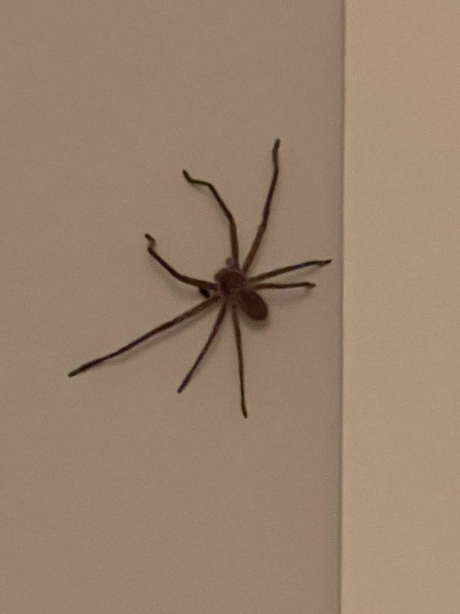 I will name him George, and I will hug him and pet him and squeeze him... #LooneyTunes #Australianspiders #Australia #OnlyinAustralia #Huntsman #HuntsmanSpider
