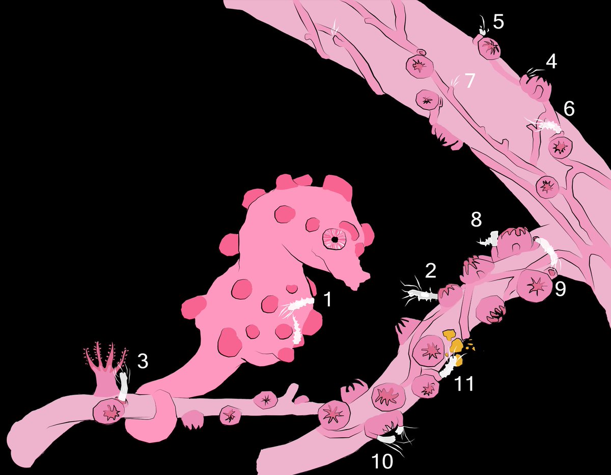 But there's more! Sometimes we could not only see the burrows and galleries, but also the worms themselves, photobombing the seahorse!📸🪱😎