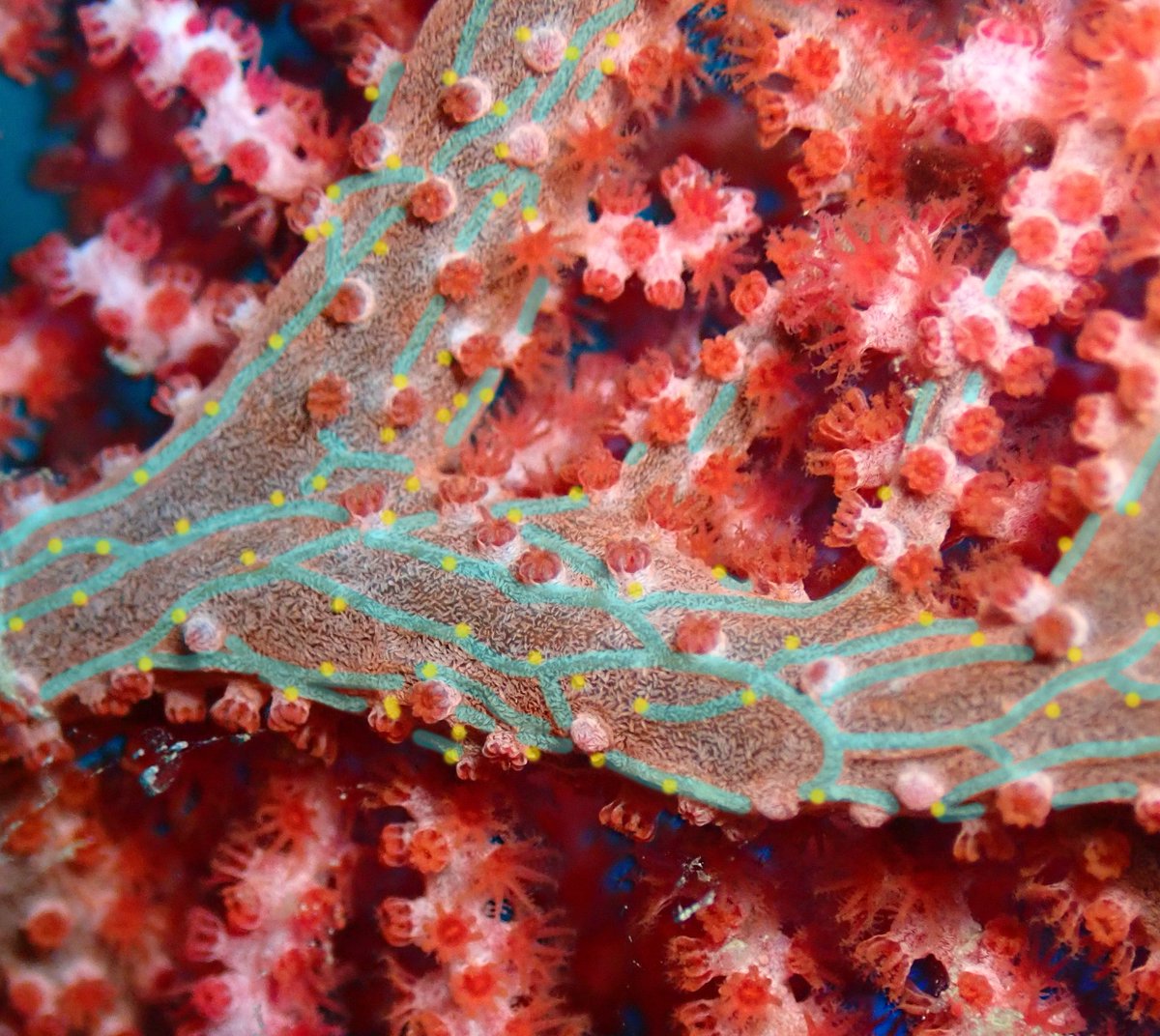 We also noticed that we could see the burrows and galleries of the worms in our underwater pictures...
