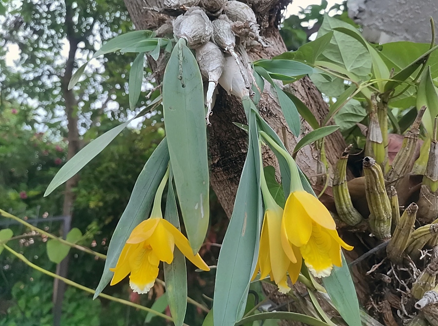 Prosthechea citrina 🏵🌱 Encyclia citrina, Tulip orchid Is a
