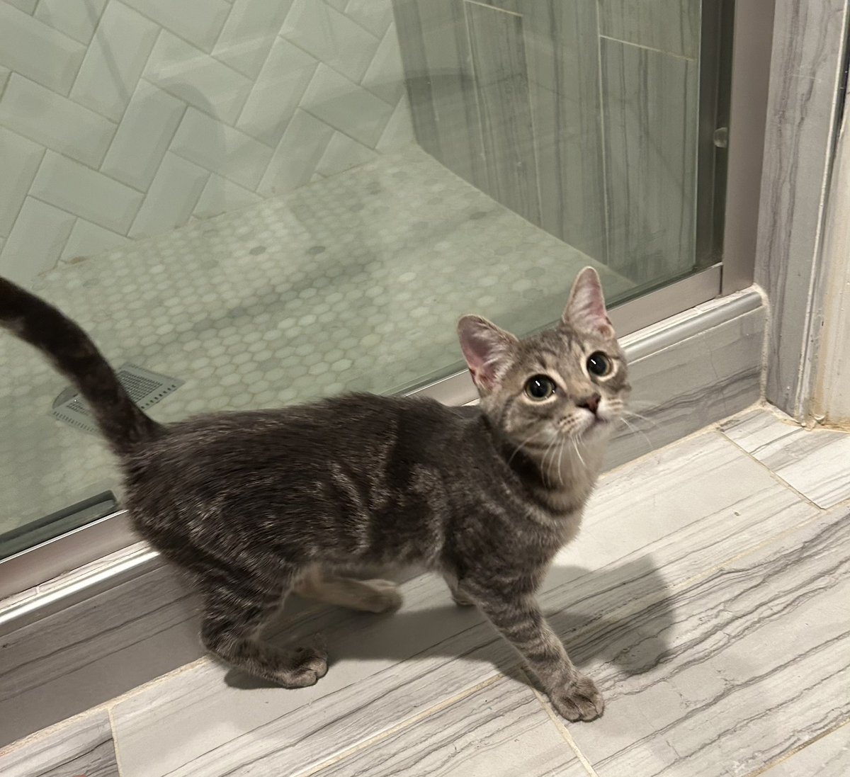 Just Rescued this little guy ❤️ Welcome home spider 🕸️