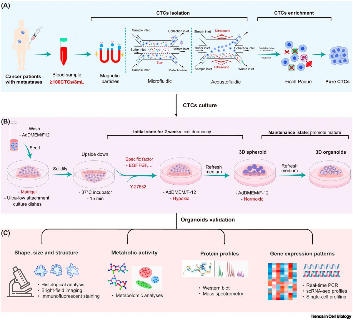 3D circulating tumor cell (CTC)-derived #organoids (CTCDO) are promising tools in cancer research and precision oncology.

This review summarizes the origin, isolation, enrichment, culture, validation, and clinical application of CTCs and CTCDOs.

👉 bit.ly/4foVZQ1