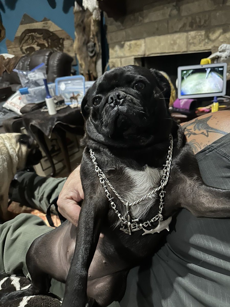 MrsGrayMarlin2's tweet photo. @ScribblePug @caitlinhoey Hey y’all! It’s your favorite south Texas grumble #HowdeeThePug #PenelopeeThePug #WyleeThePug #LuceeThePug #BaloneeTheCat #SalameeTheCat and Dad @Texas_Gray_MRLN https://t.co/4ImVphZx1x